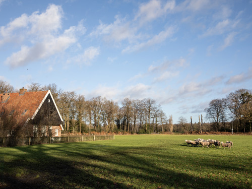 Erf Koosveld, boerderij, weiland met schapen en bomen er omheen