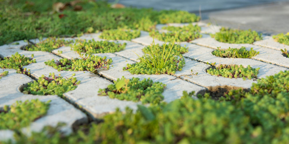 tegels met groene planten ertussen