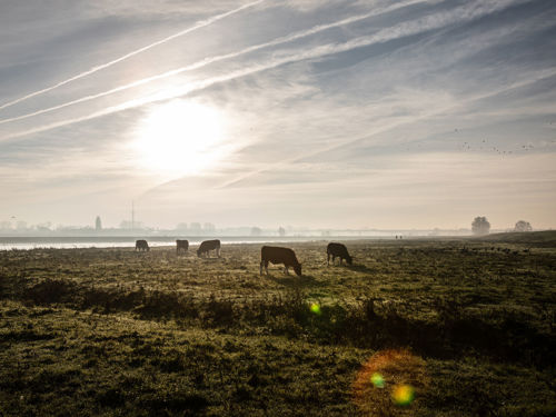 Koeien in een wei (foto tegen het licht in genomen)